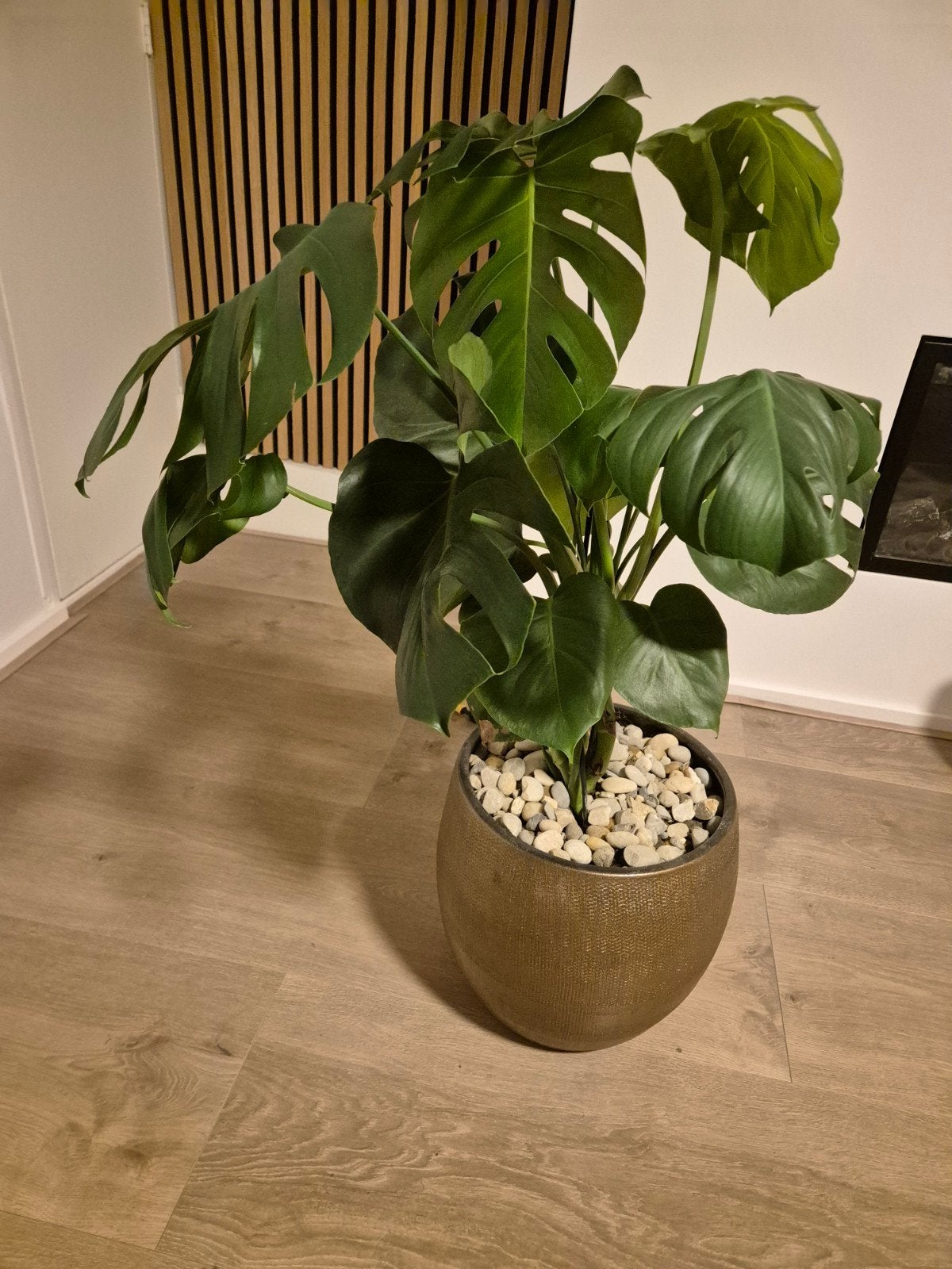 Mooie grote bronzen bloempot met plant (Monstera), Tuin en Terras, 25 tot 40 cm, Kunststof, Rond, Ophalen of Verzenden