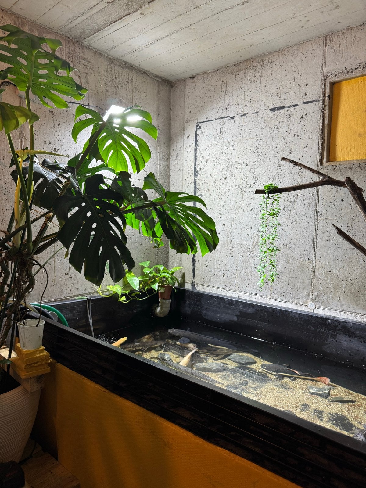 Großer Becken  aquarium  Arowana CIchla Channa, Ophalen of Verzenden