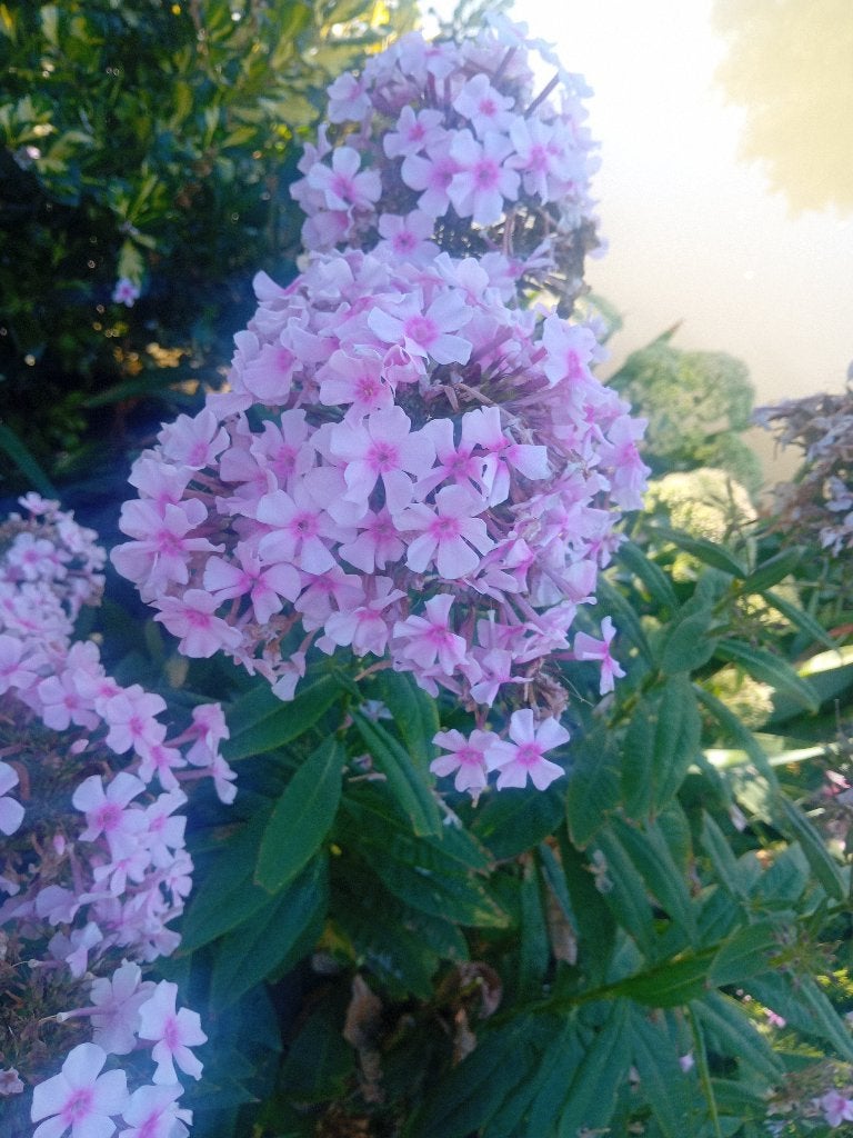 Vlambloem, vaste tuinplanten, Volle zon, Vaste plant, Zomer, Ophalen