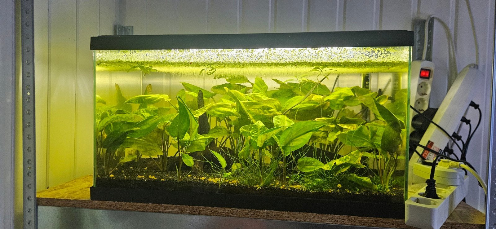 ciano aquarium 60 liter, Dieren en Toebehoren, Vissen | Aquaria en Toebehoren, Ophalen, Gevuld zoetwateraquarium