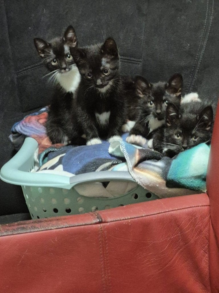kittens  zwart/wit     60 euro of een goed bod, Meerdere dieren, Kortharig, 0 tot 2 jaar