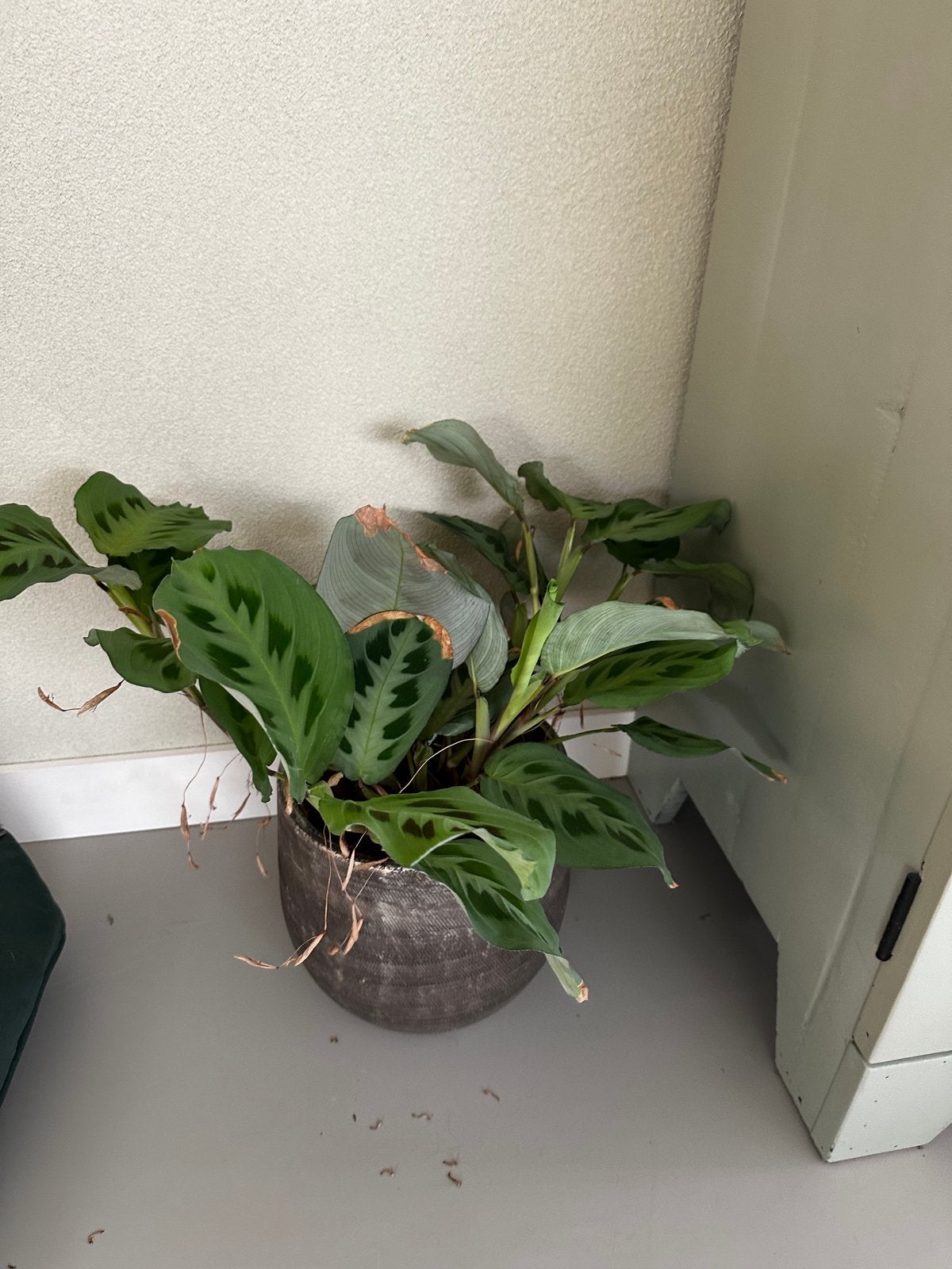 Mooie kleine kamerplant met pot, Ophalen, Overige soorten, Halfschaduw, In pot