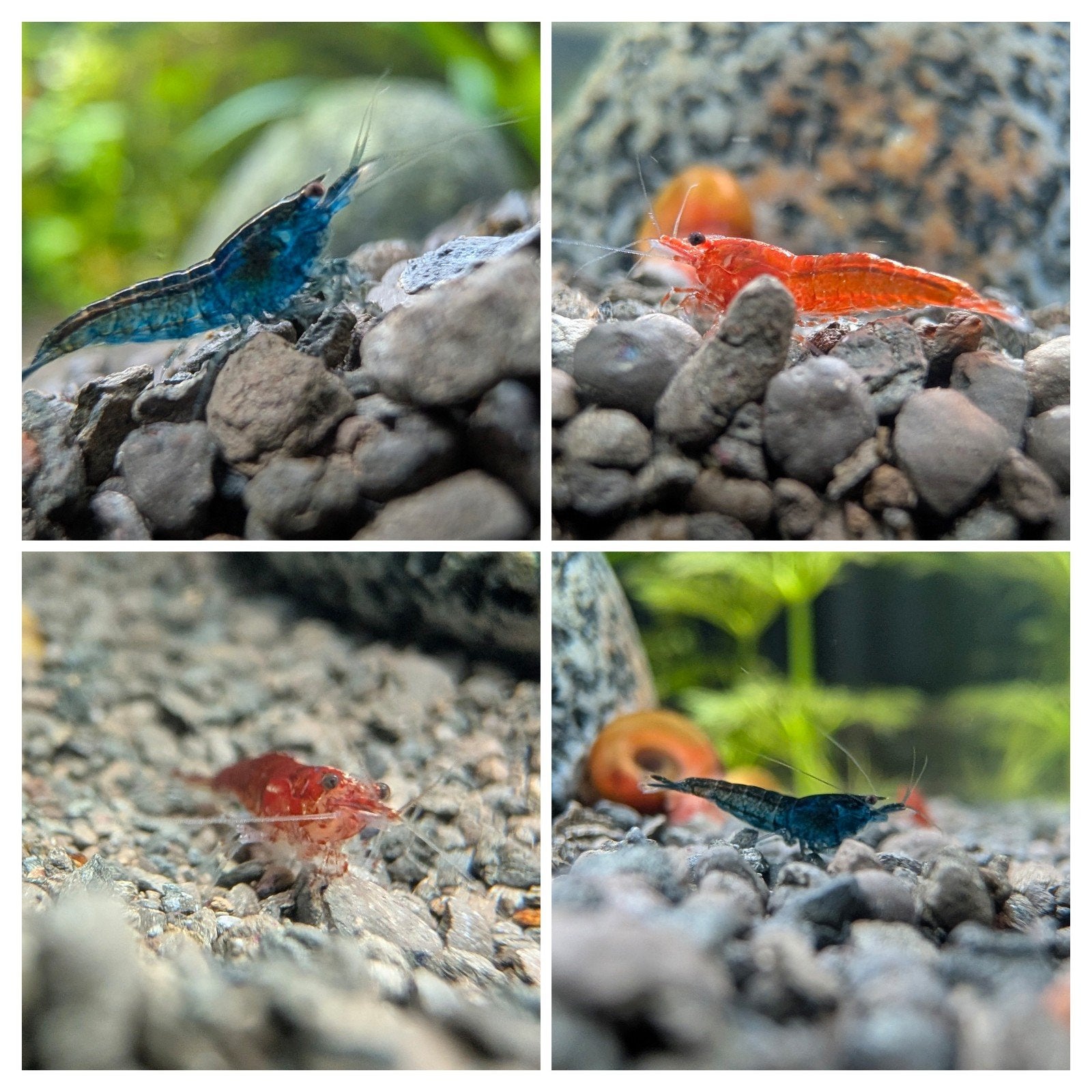Neocaridina garnalen blauw en/of rood, Dieren en Toebehoren, Vissen | Aquariumvissen, Kreeft, Krab of Garnaal