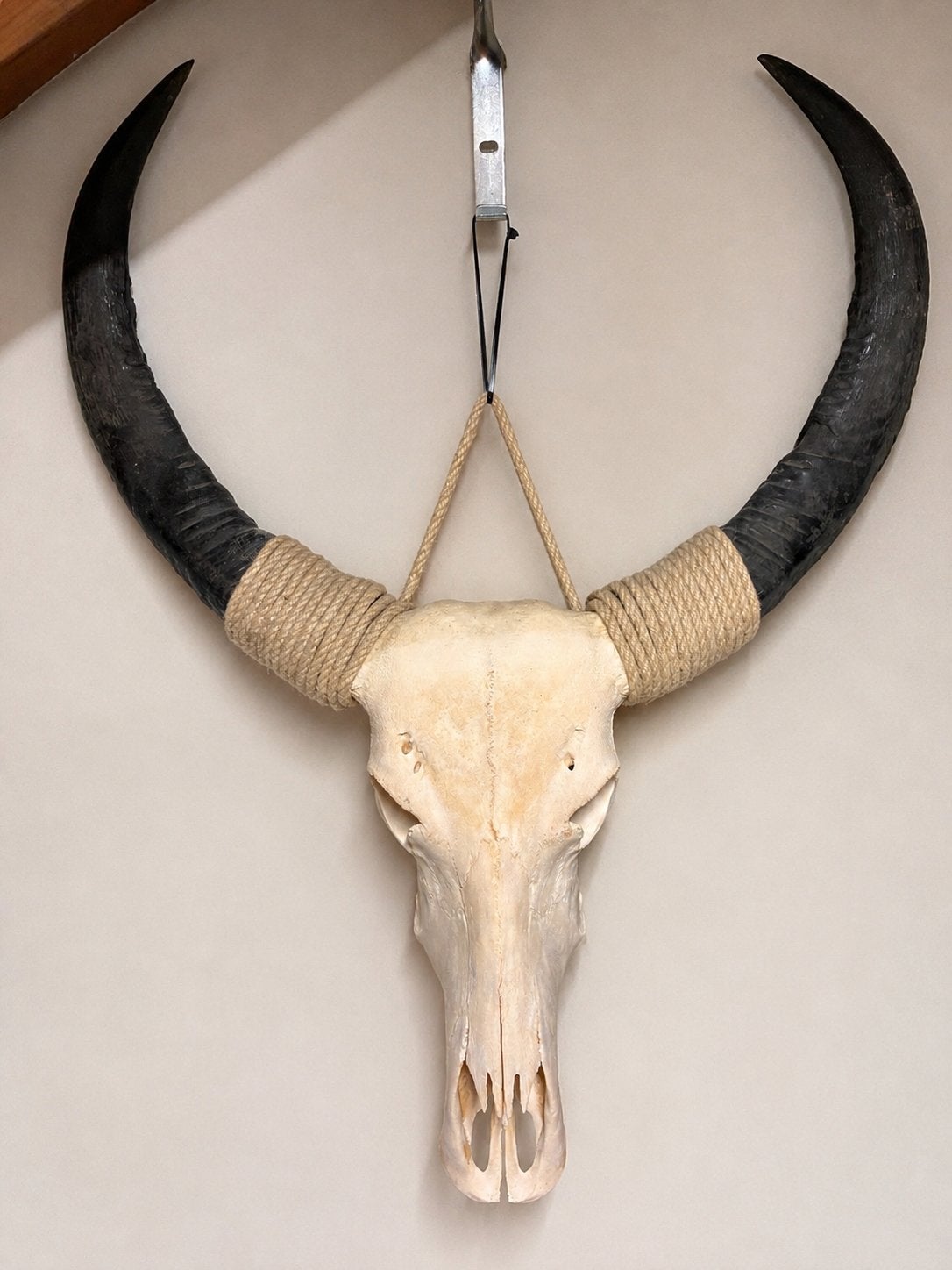 Decoratieve buffelschedel met hoorns, Ophalen, Gebruikt
