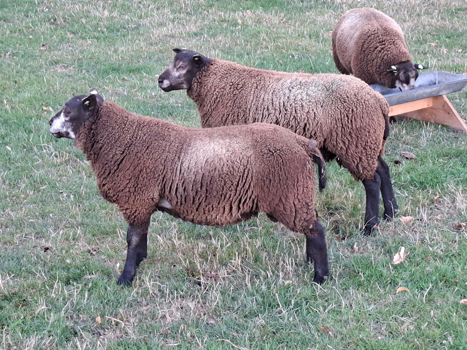Blauwe Swifter/Texelaar dekrammen aangeboden, Dieren en Toebehoren, Mannelijk, Schaap, 0 tot 2 jaar