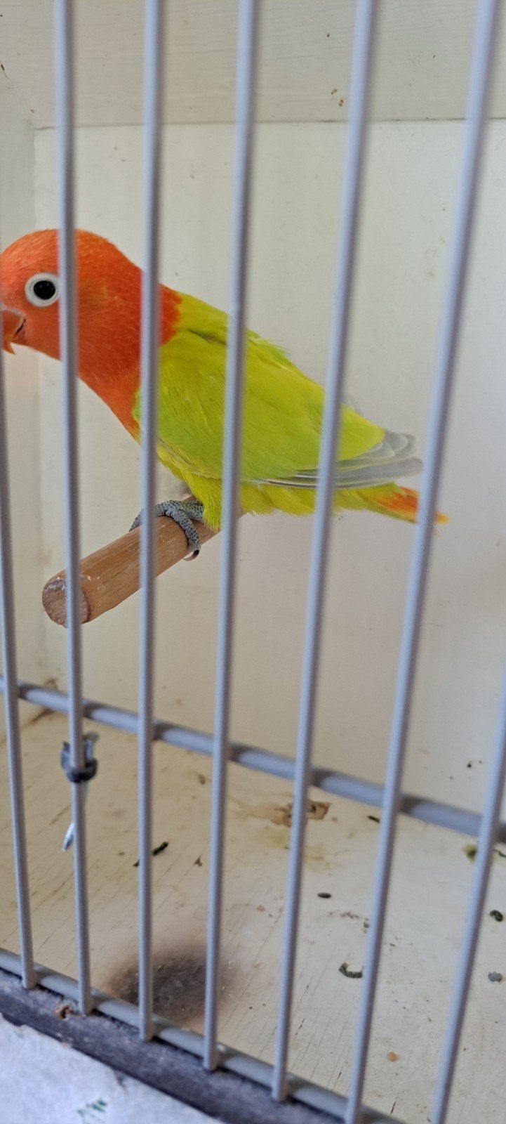 Agapornis Ficheri Dilute/Opaline x Dilute  kw-k, Meerdere dieren, Dwergpapegaai of Agapornis