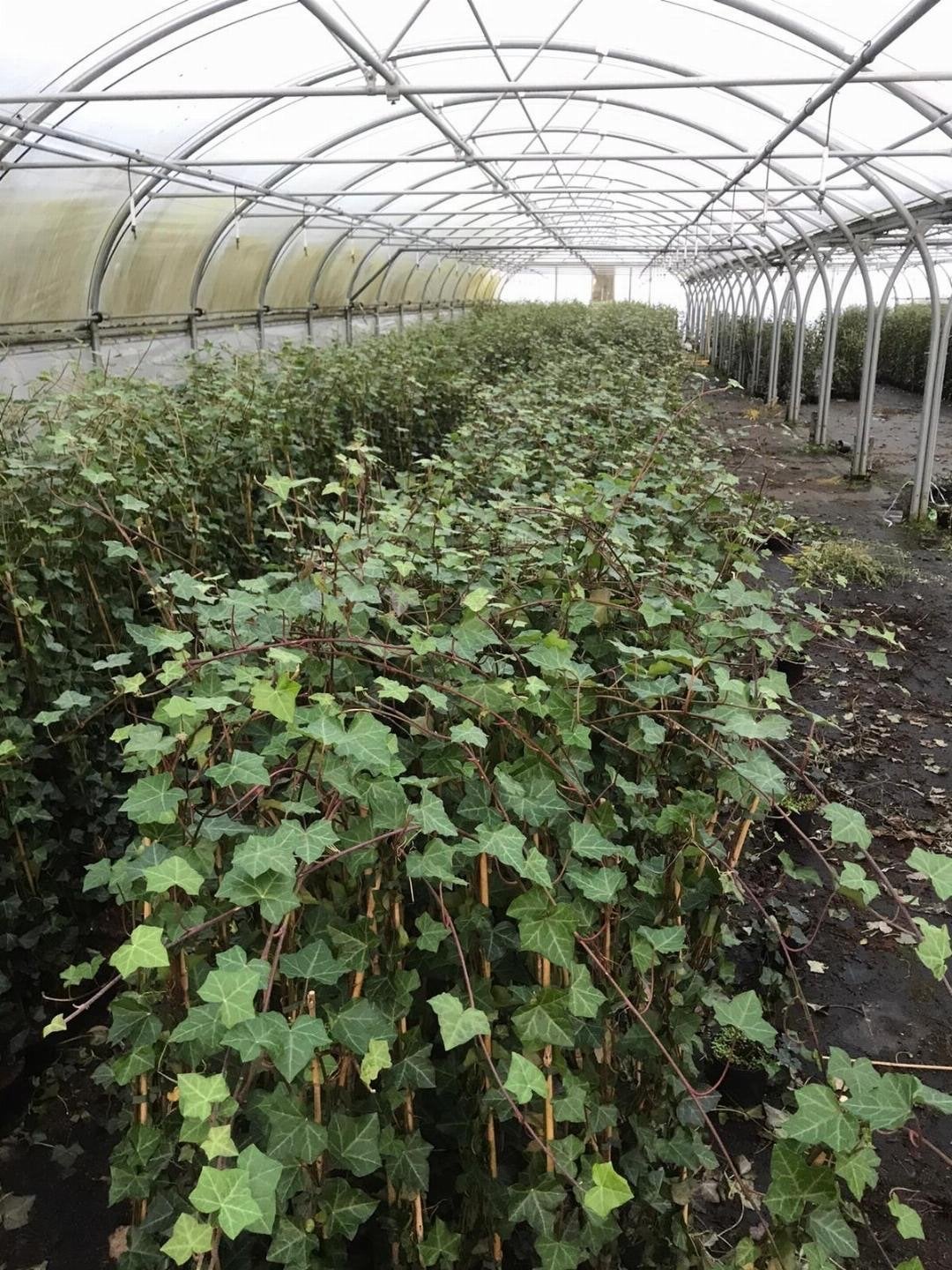 Hedera (Klimop) 100-125cm - Groenblijvende Klimplant, Vaste plant, Ophalen of Verzenden, Bloeit niet, Halfschaduw