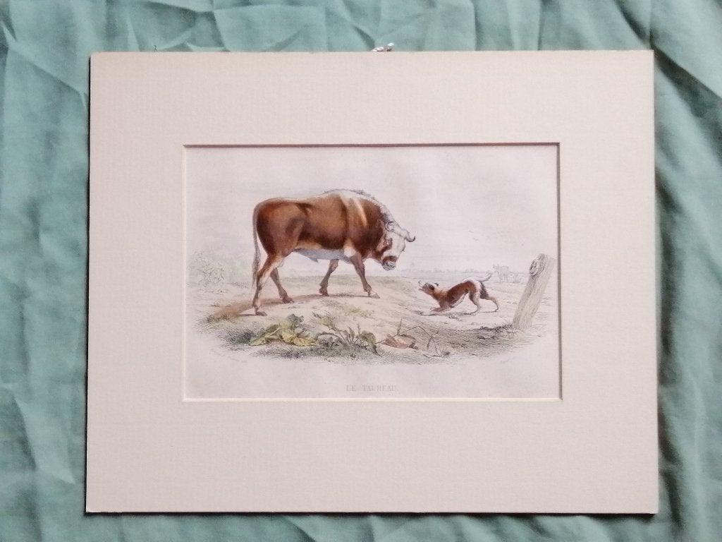 Franse staalgravure van ca. 1850 - De Stier, 1800 - 1899, Gravure, Flora en Fauna, Handgekleurd