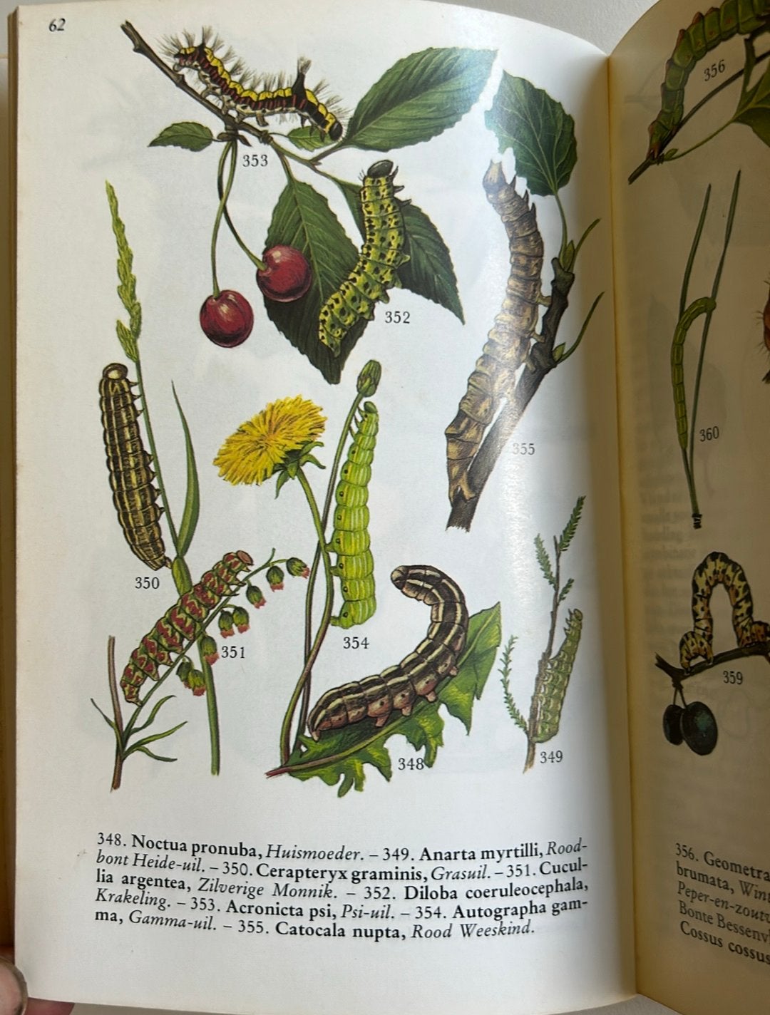 Nachtvlinders in Kleur - Leif Lyneborg / C.J. Zwakhals, Ophalen of Verzenden, Gelezen, Natuur algemeen