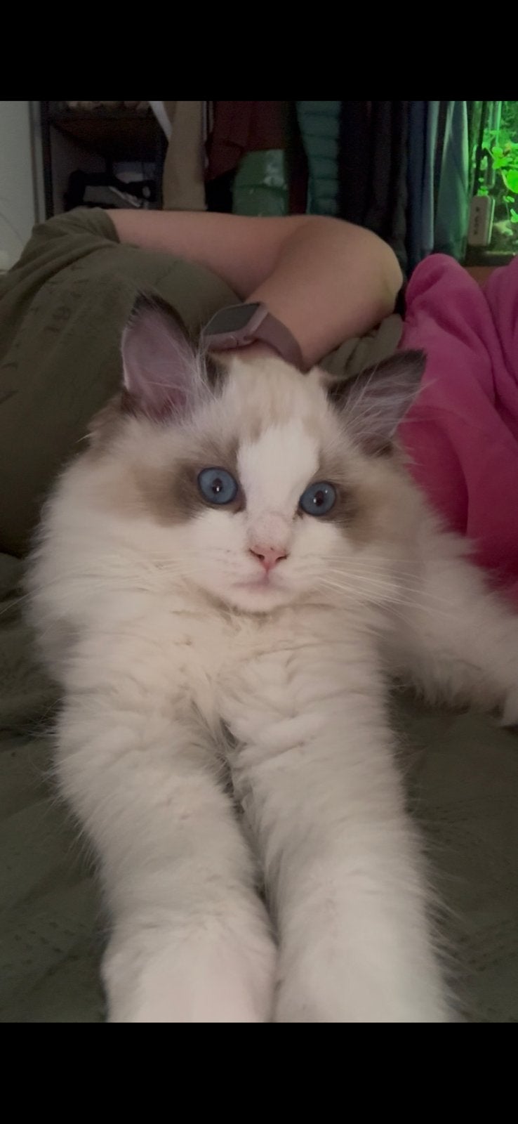 Prachtige Ragdoll fokkatten beschikbaar – Diego, Poes