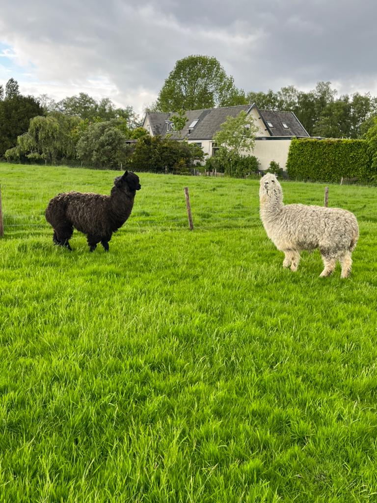 Te koop, Dieren en Toebehoren, Mei, Meerdere dieren