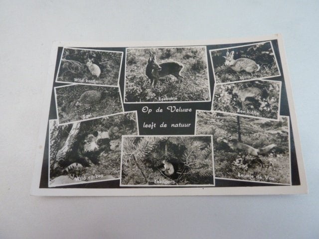 Veluwe circa 1965 Op de Veluwe leeft de natuur, Ophalen of Verzenden, 1960 tot 1980, Gelopen, Gelderland