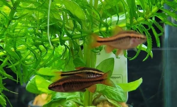 Hobbyaquarium  Sherry barbeel de laatste €1,25 op=op, Vis, Zoetwatervis, Schoolvis