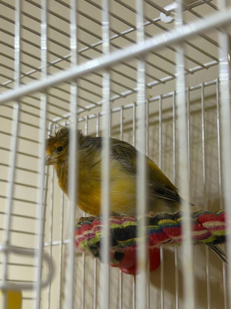 Kanarie vogel, Mannelijk, Bastaard