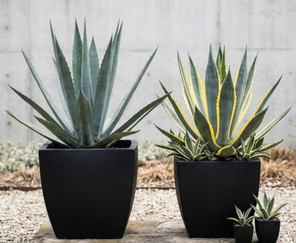 agave, Tuin en Terras, Overige soorten, Volle zon, Vaste plant, Ophalen of Verzenden