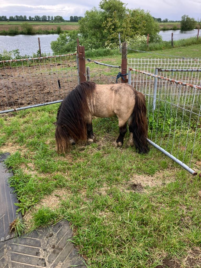 Shetlander, Dieren en Toebehoren, A pony (tot 1.17m), 0 tot 2 jaar
