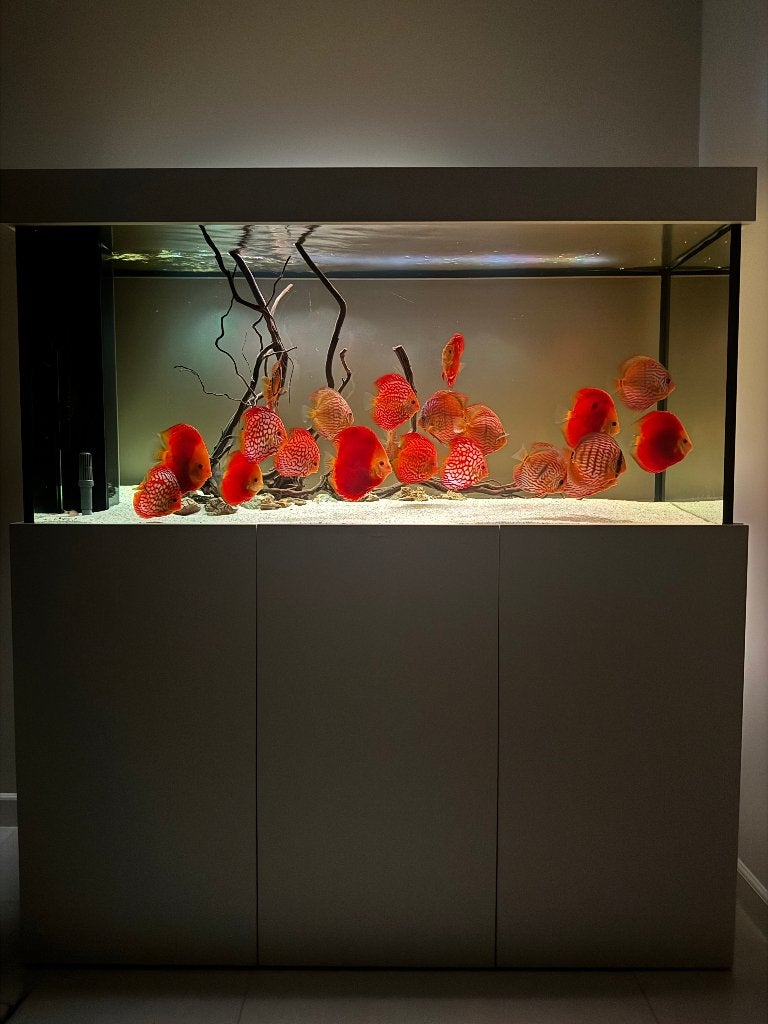 Aquaja Aquarium met Discussen en externe Filter + bluetooth, Ophalen, Inclusief vissen, Overige merken, Gevuld zoetwateraquarium
