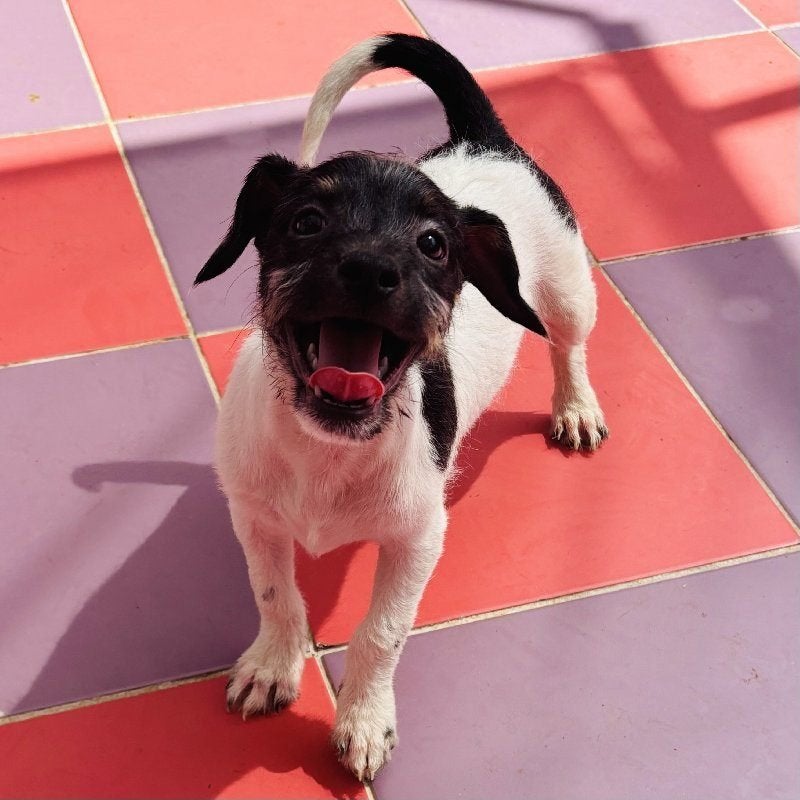 ACE: Xabi is een grappige kornuit, Dieren en Toebehoren, Particulier, Reu, 8 tot 15 weken, Buitenland