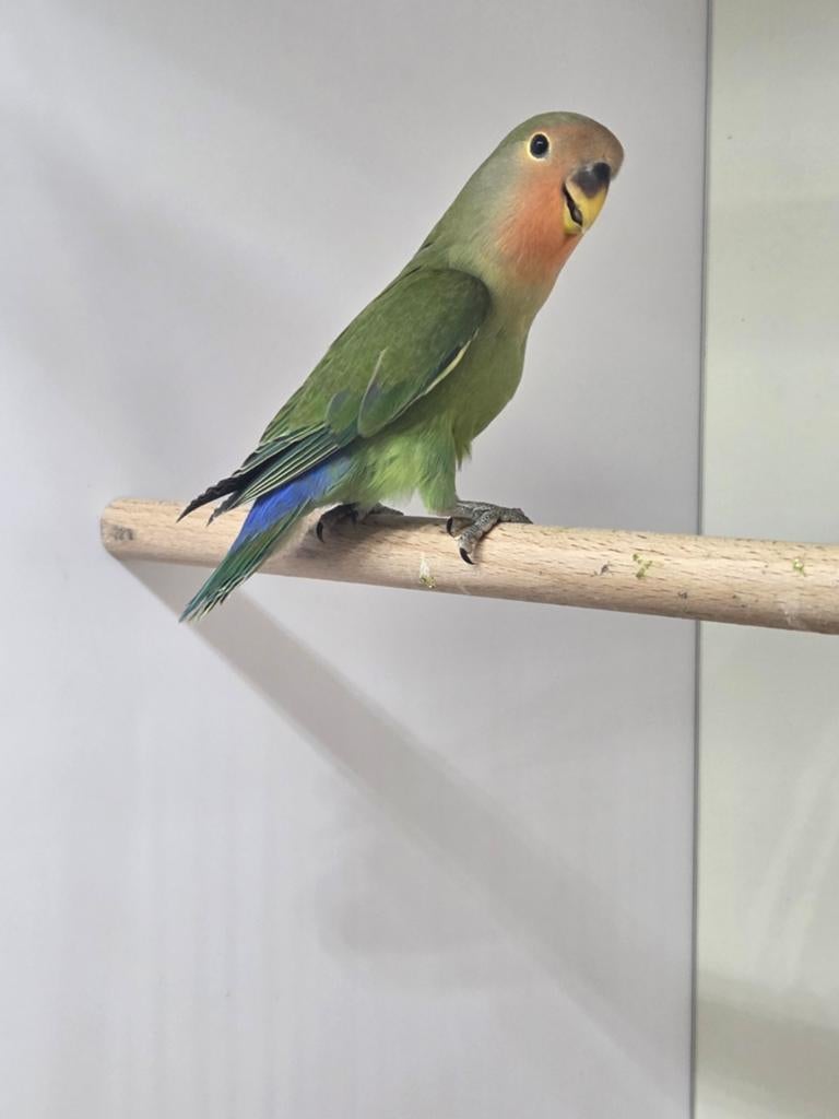 Jongen roseicollis dna getest, Dieren en Toebehoren, Vogels | Parkieten en Papegaaien, Mannelijk, Dwergpapegaai of Agapornis, Geringd