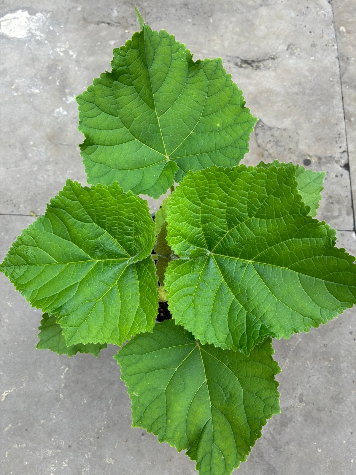 Paulownia Tomentosa, Overige soorten, Lente, Minder dan 100 cm, Ophalen