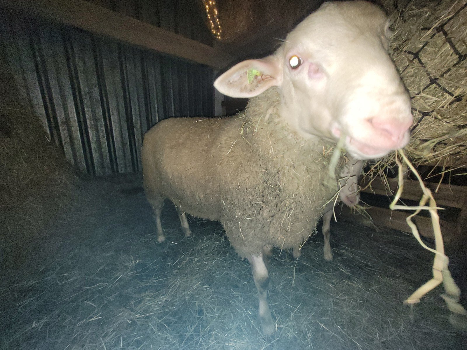 Dekram, Dieren en Toebehoren, Meerdere dieren, Schaap