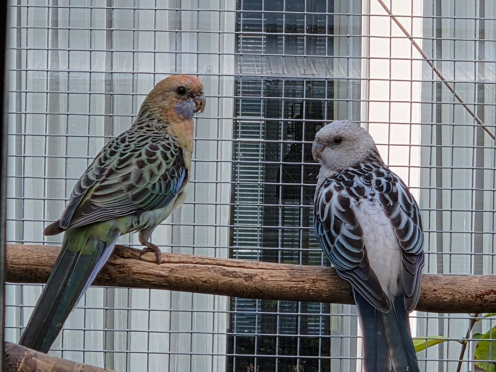 oranje en strogele rosella, Dieren en Toebehoren, Meerdere dieren, Parkiet, Geringd