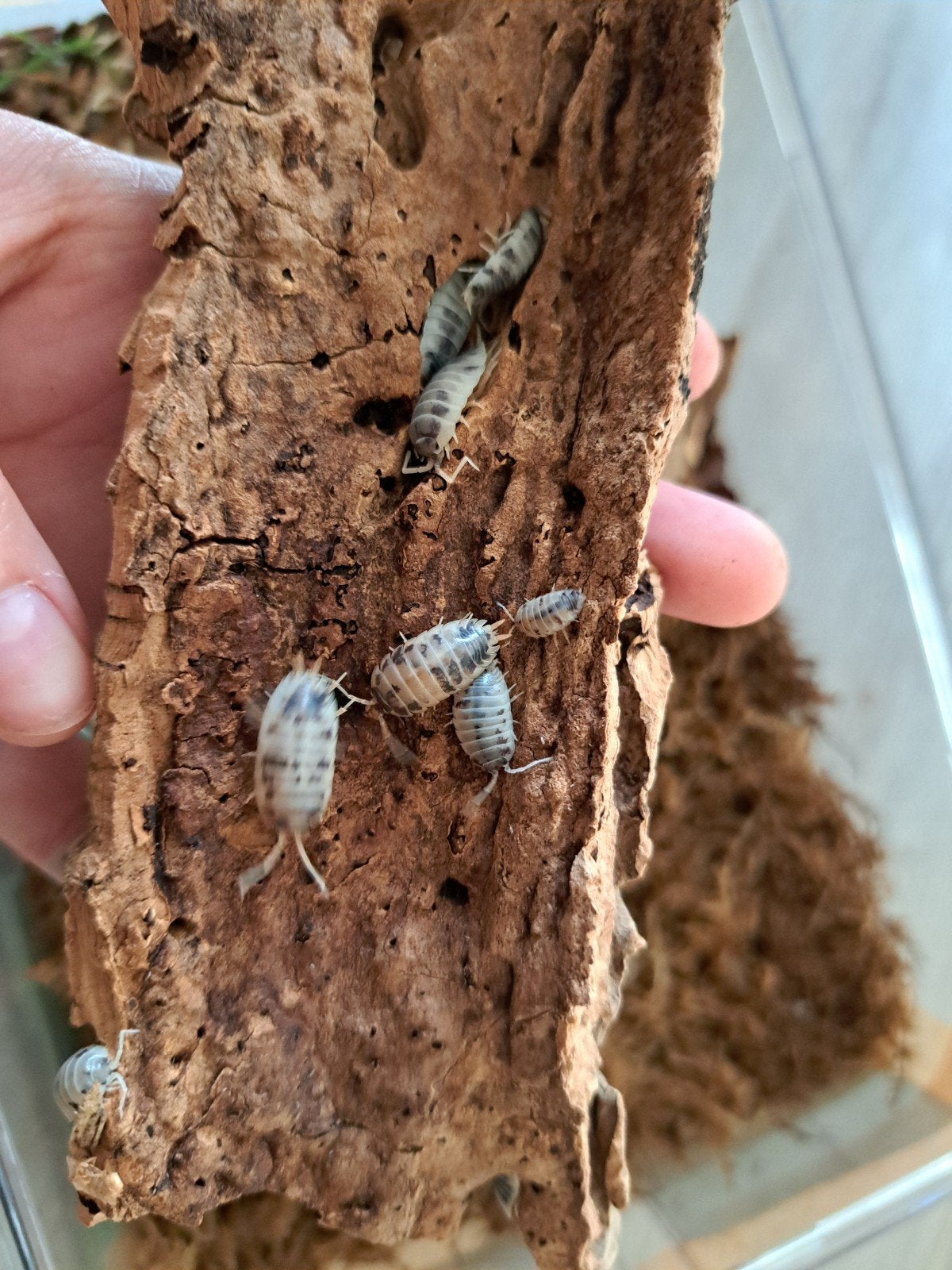 ISOPODS Dairy Cow Porcellio+ springtails, Overige soorten