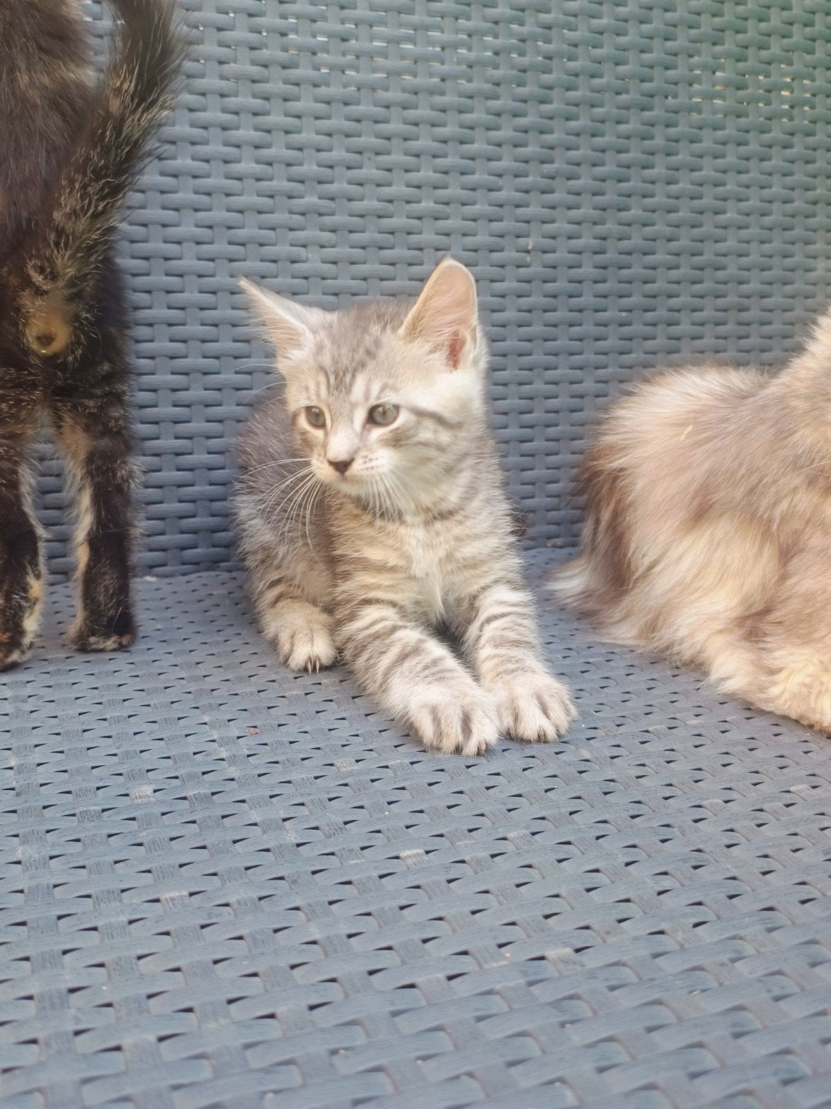 Maine Coon kruising, Meerdere dieren
