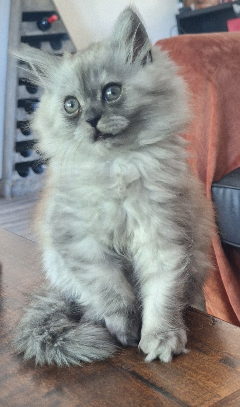 Dit prachtige meisje zoekt een goed en blijvend huis., Dieren en Toebehoren, Katten en Kittens | Raskatten | Langhaar, Poes, Gechipt