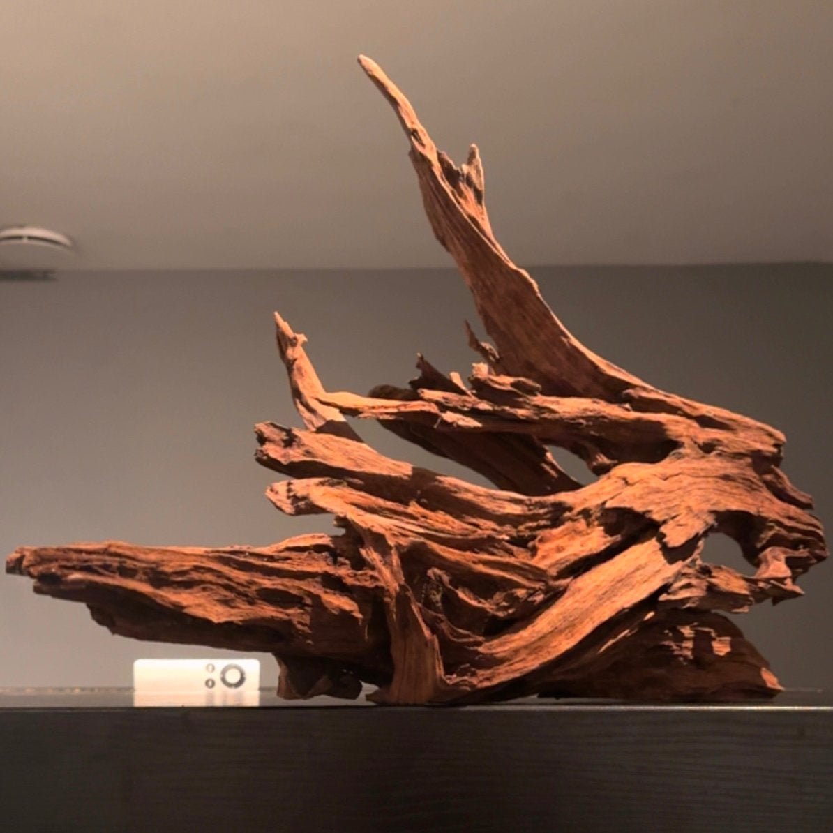 Uniek stuk Kienhout / Spiderwood / Driftwood, Hout Decoratie, Ophalen of Verzenden, Plant(en), Steen of Hout