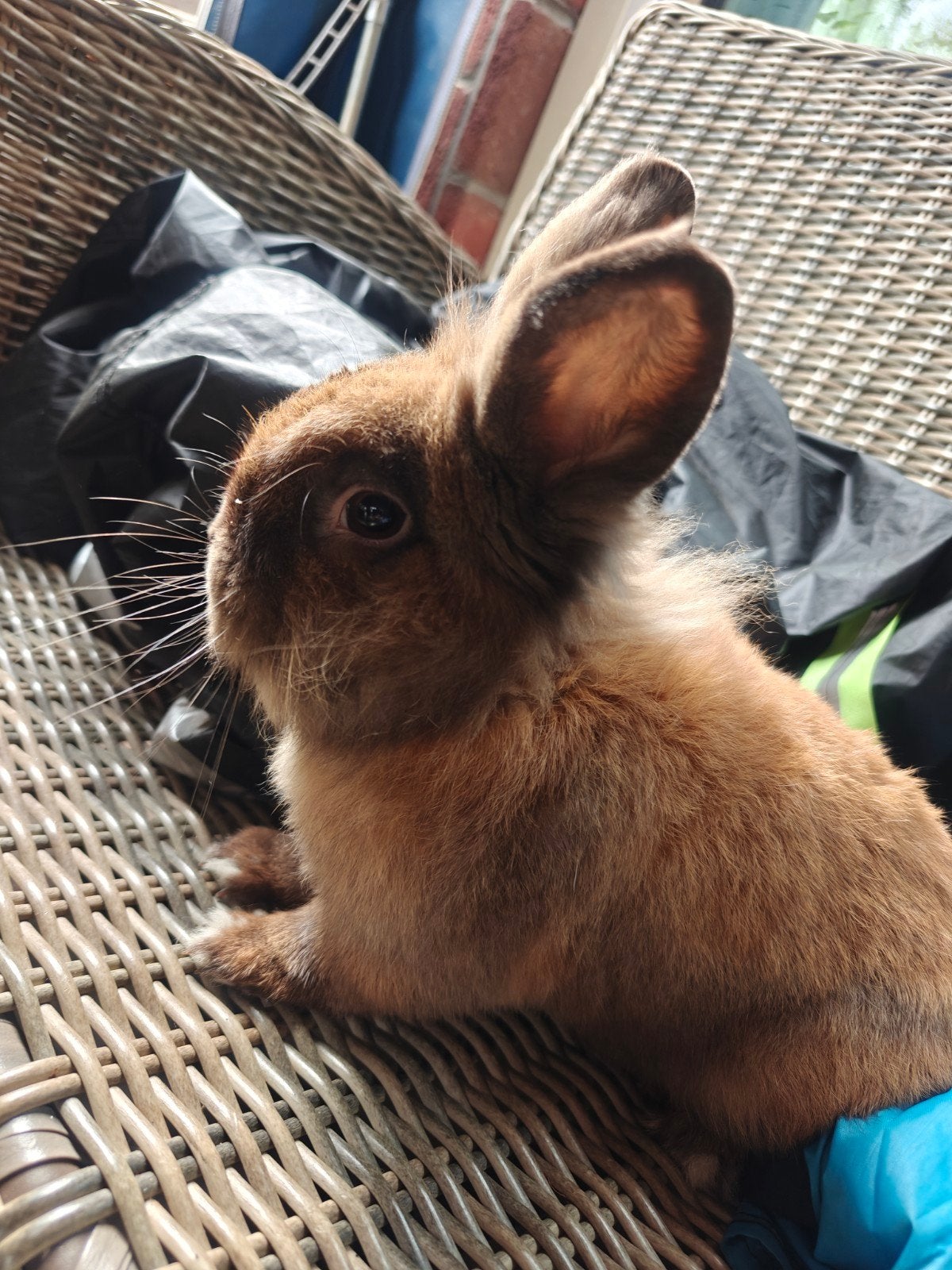 Konijntjes dwerg en leeuwenkopje, Dieren en Toebehoren, Konijnen, Meerdere dieren, Dwerg, 0 tot 2 jaar