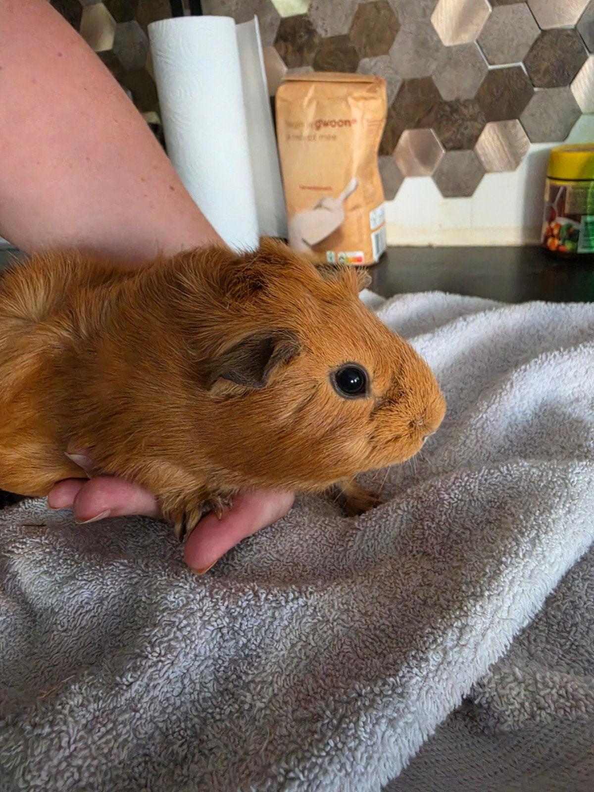Cavia zeugje op zoek naar een knuffelhuisje., Februari, Vrouwelijk, Cavia