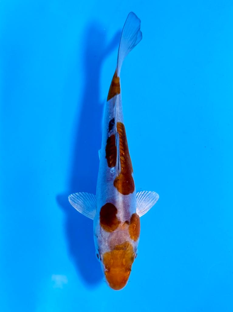 Doitsu Ochiba 14-18cm Kase Japanse koi, Karper of Koi