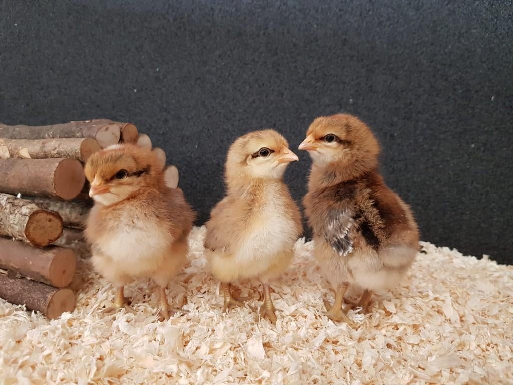 Bielefelder kriel kippen kuikens | Gesekst en Ingeënt, Dieren en Toebehoren, Pluimvee, Vrouwelijk, Kip
