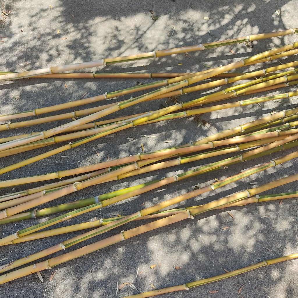 Bamboe stokken, Ophalen, 250 cm of meer, Overige typen