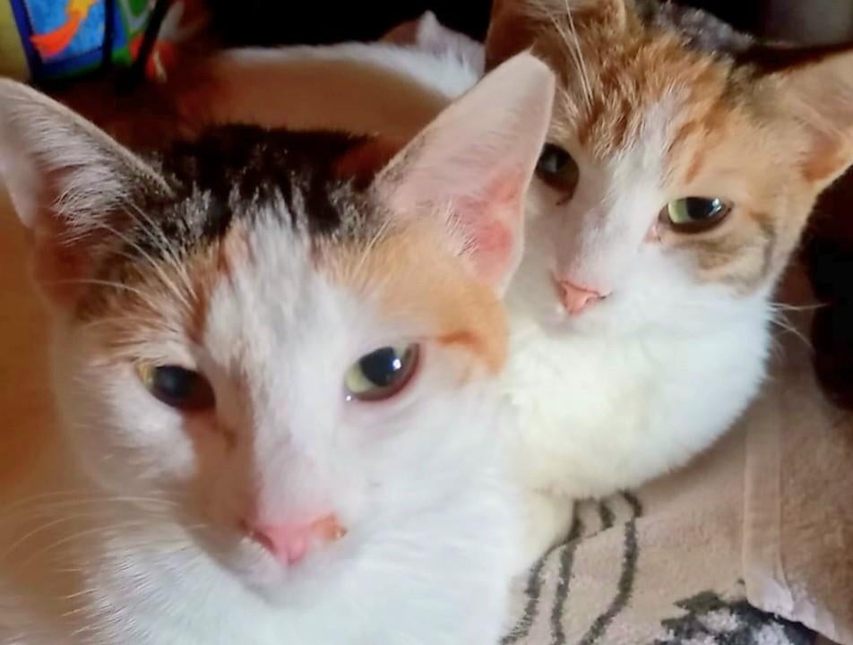 2 zeer lieve kitten zusjes, gesteriliseerd/chip/ingeent/8mnd, Dieren en Toebehoren, Poes, Kortharig, 0 tot 2 jaar