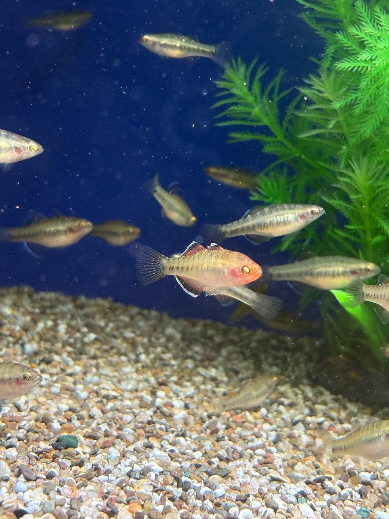 Hypseleotris compressa, Dieren en Toebehoren, Vis, Zoetwatervis