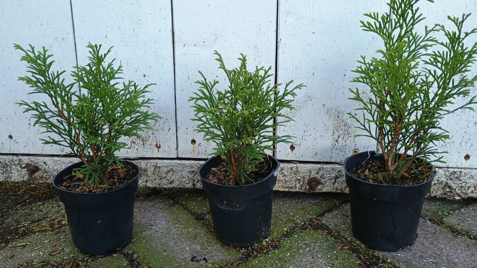 Thuja occidentalis smaragd. mooie haagthuja P9 planten, Overige soorten, Volle zon, Vaste plant, Ophalen of Verzenden