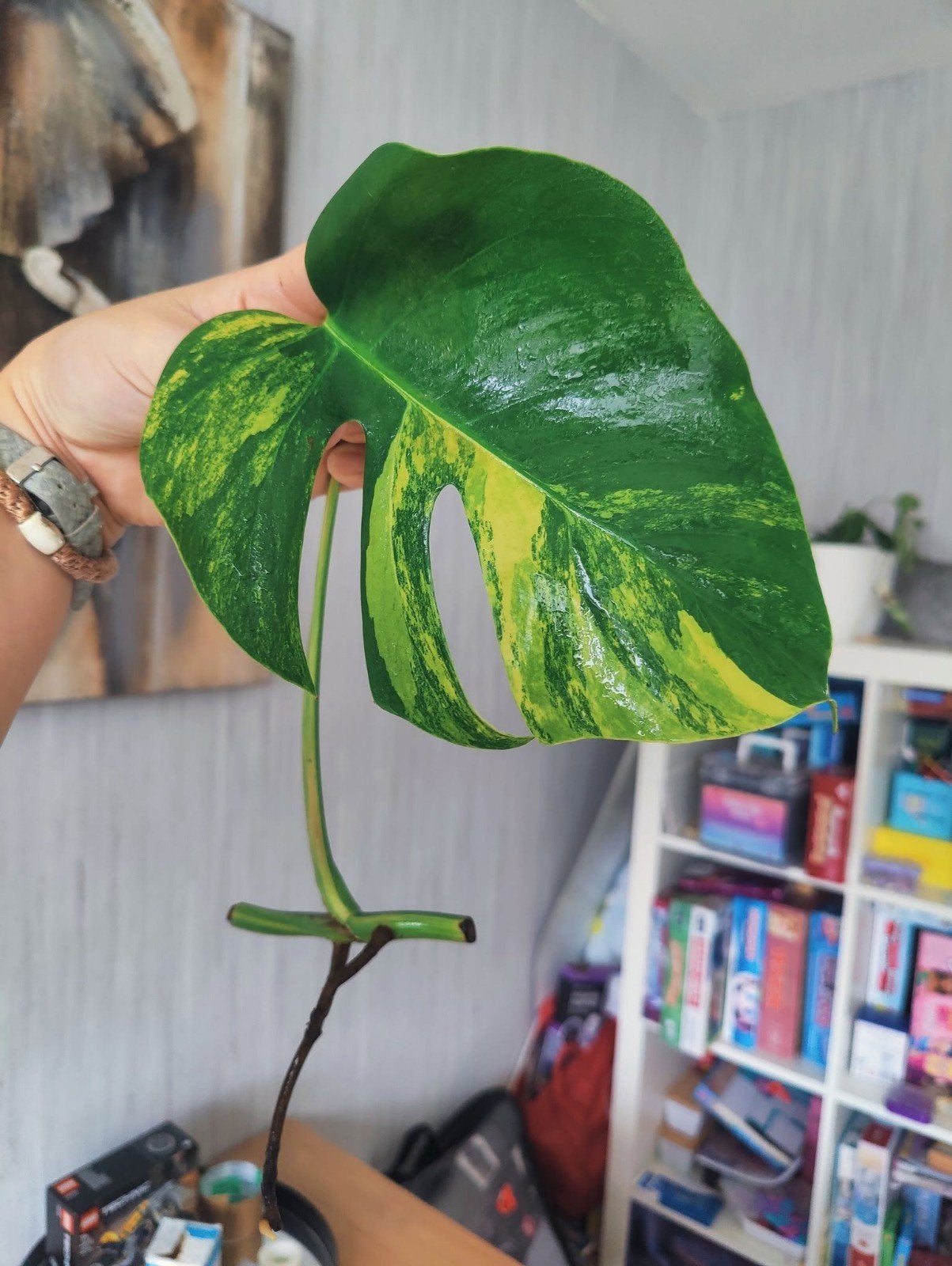Monstera Aurea yellow variegata stek, Ophalen, Halfschaduw, Minder dan 100 cm
