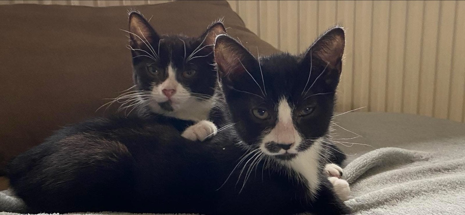 Chico en murphy 2 jaar katertjes, Dieren en Toebehoren, Kater, Kortharig, 0 tot 2 jaar
