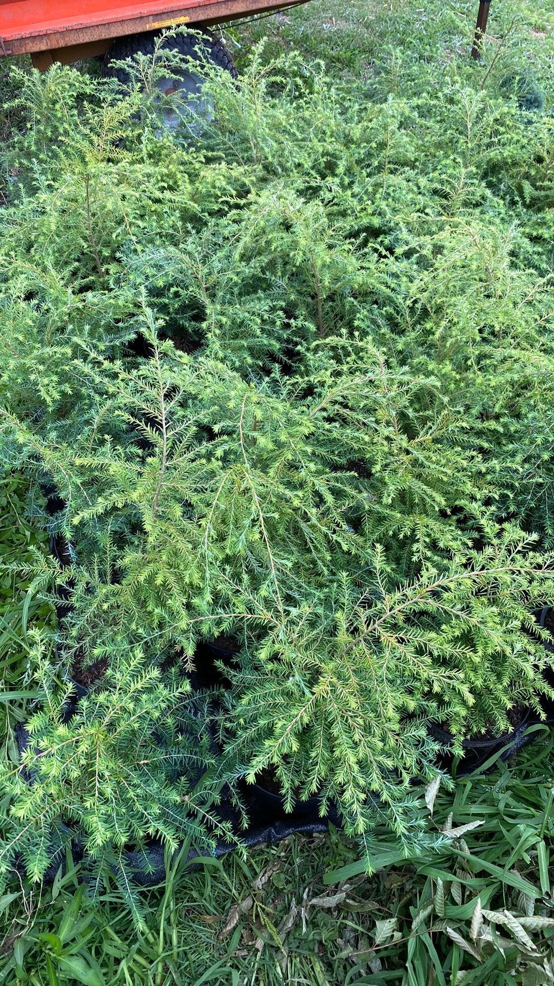 Mooie Tsuga canadensis in pot, Tuin en Terras, Ophalen, Overige soorten, 100 tot 250 cm