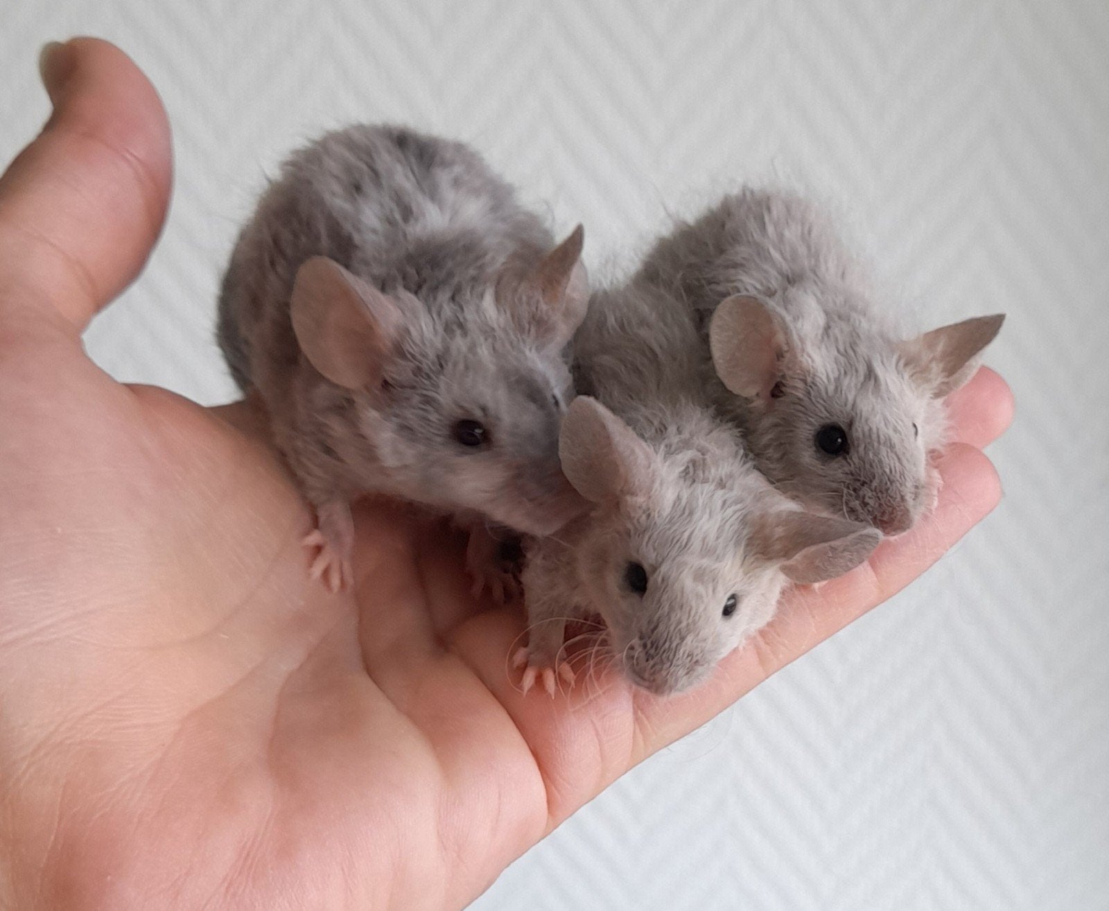 schattige Texel/Rex muizen, Dieren en Toebehoren, Juni, Muis, Vrouwelijk, Tam
