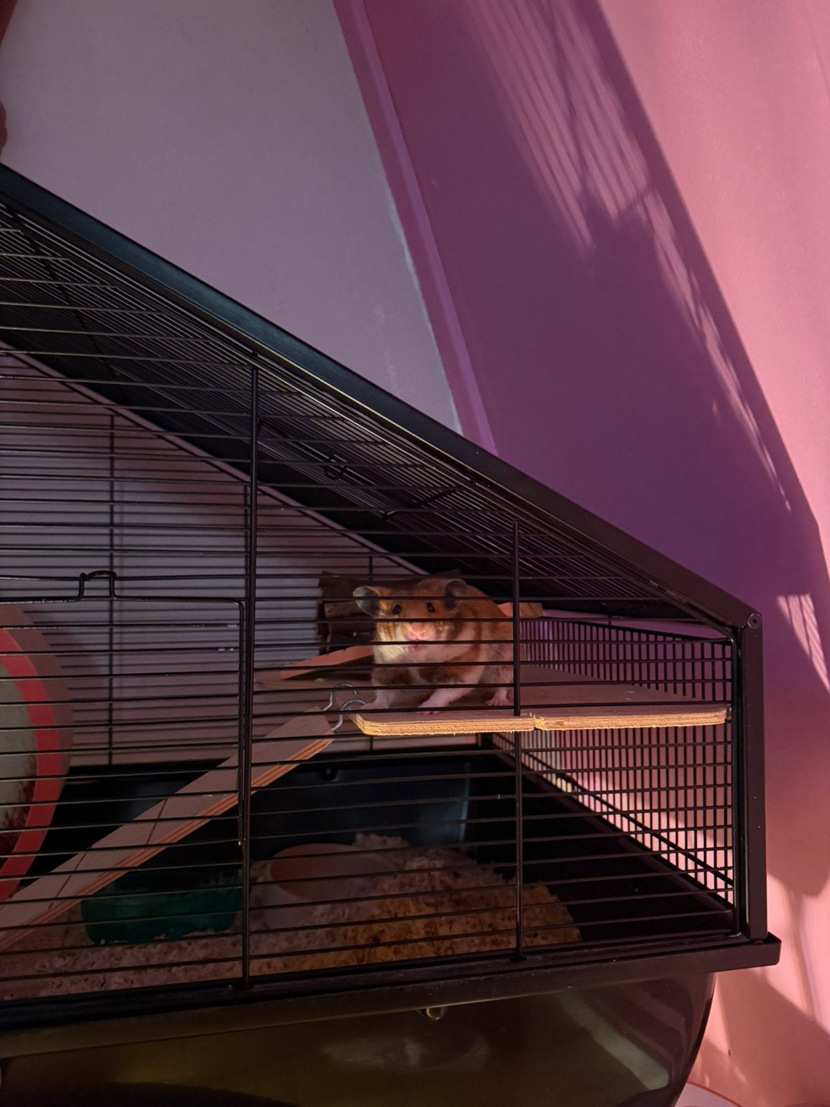 Hamster met alle toebehoren te koop, Kooi, Minder dan 75 cm, Zo goed als nieuw, Hamster