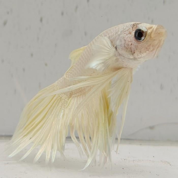 Betta splendens man 01, Dieren en Toebehoren, Vis