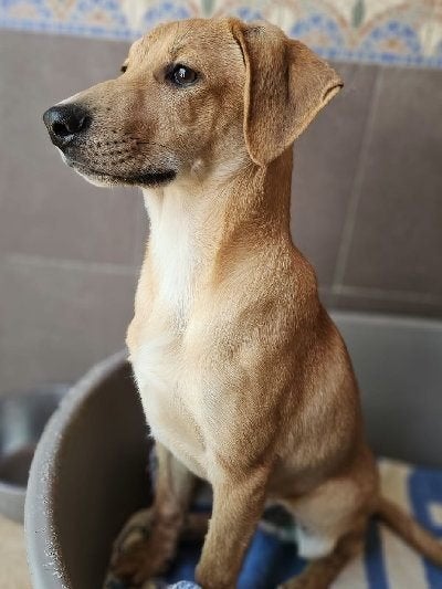 ACE: Rubio is een sociale toffe viervoeter!, Particulier, Reu, 8 tot 15 weken, Buitenland