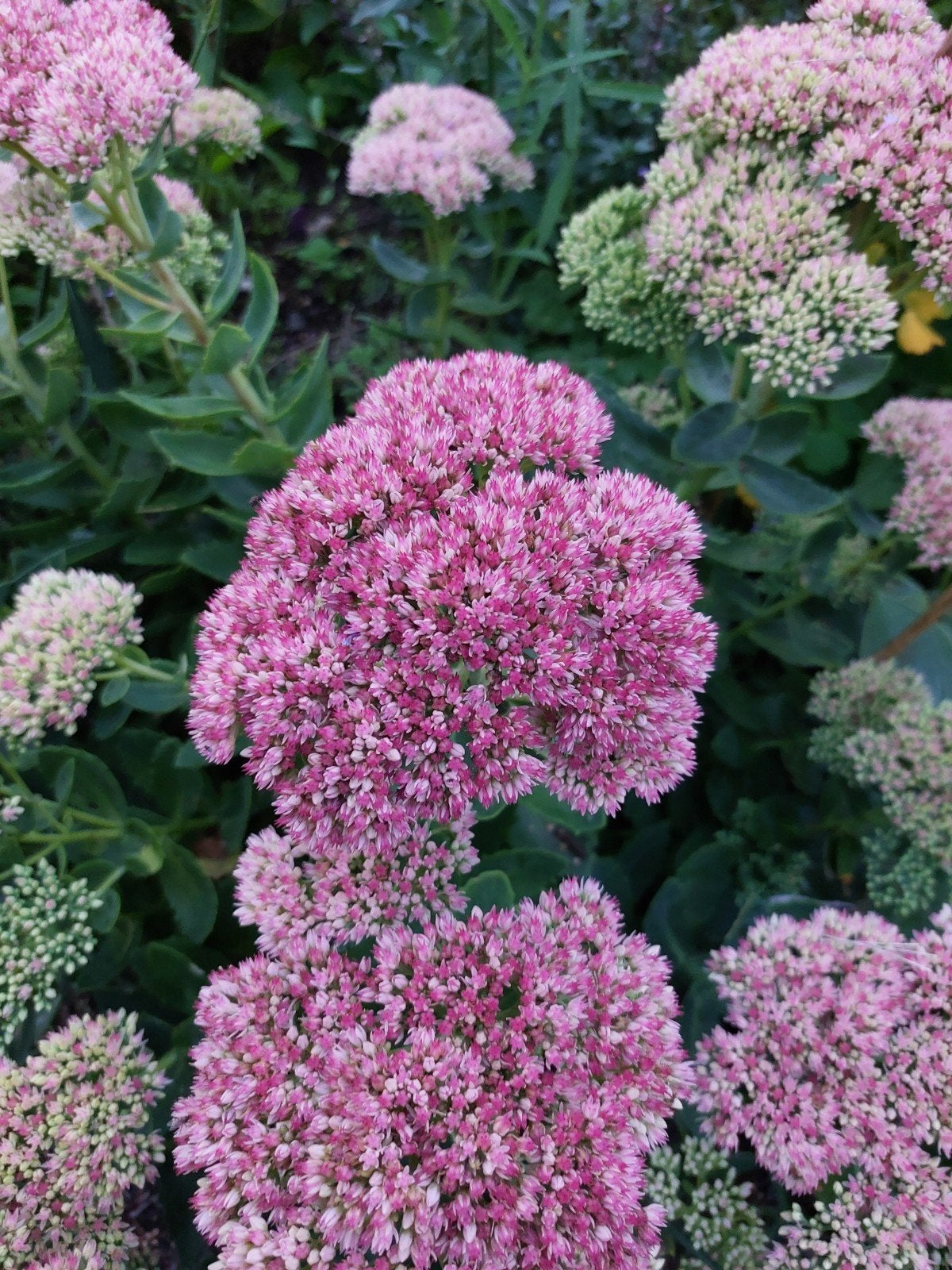 Sedum planten - 12 stuks, Tuin en Terras, Ophalen, Vaste plant, Overige soorten, Halfschaduw