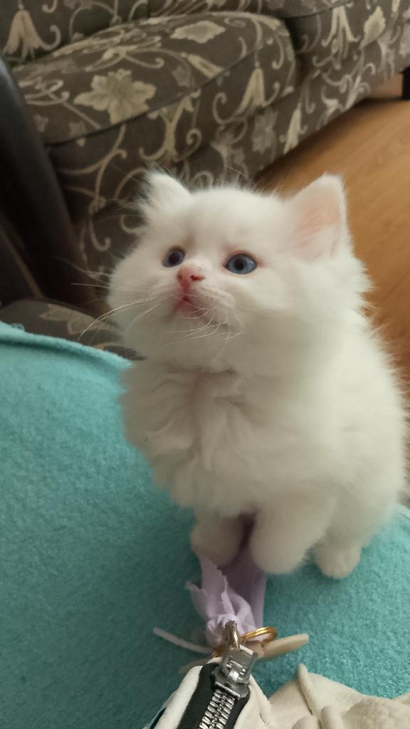 Kitten te koop half ragdoll/ half britse korthaar, Dieren en Toebehoren, Katten en Kittens | Raskatten | Korthaar, Poes, Gechipt