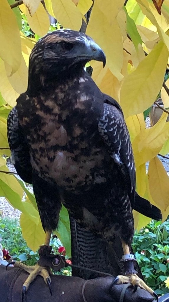Afgedragen Chiliarend tarsel, Mannelijk, Roofvogel, Tam