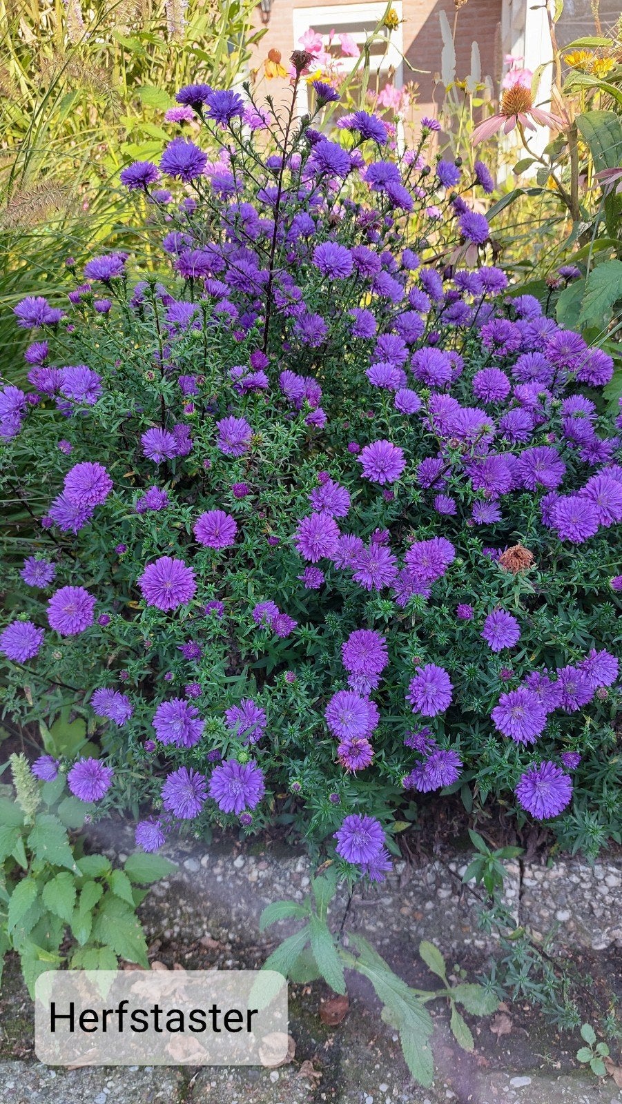 Aster, zomeraster wit en lila. Paarse herfstaster., Ophalen, Zomer, Vaste plant