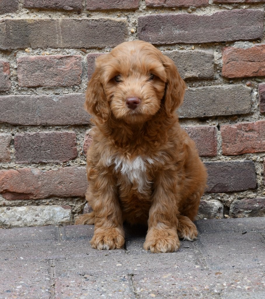 Australian Labradoodle pups uit geteste ouders, Dieren en Toebehoren, Honden | Retrievers, Spaniëls en Waterhonden, Parvo, Nederland